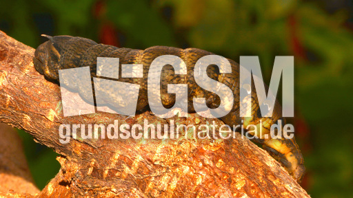 Mittlerer Weinschwärmer (1).jpg